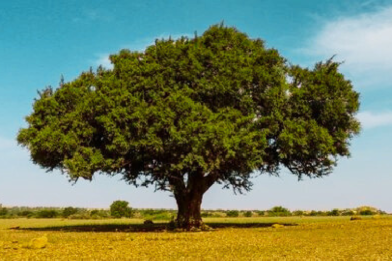 L’Arganier, Sentinelle du Désert : Comment Cet Arbre Résiste aux Conditions Extrêmes